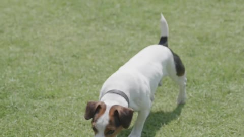 Dog Training | A Puppy Fetching a Ball