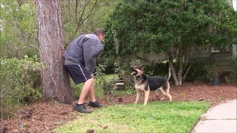 The Best Trained Protection Dogs in America