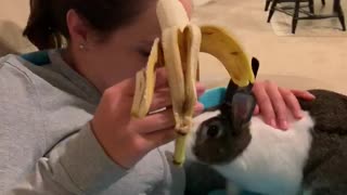 Bunny eating banana