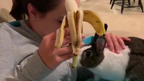 Bunny eating banana