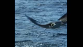 Giant eagle rays take flight