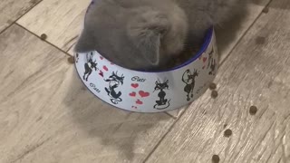 Kitten Falls Asleep Right on the Food Plate