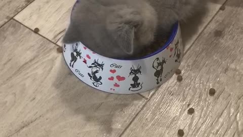 Kitten Falls Asleep Right on the Food Plate