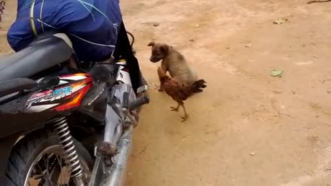 Puppy and rooster