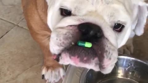 Gerald, el bulldog, intenta tomar una pastilla