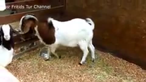 Prank of lustful male goat