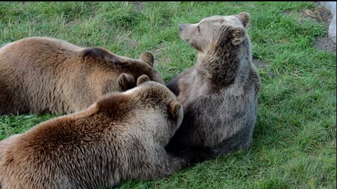 european brown bear breastfeeding babies