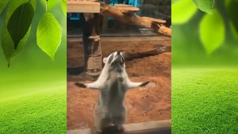 raccoon dancing