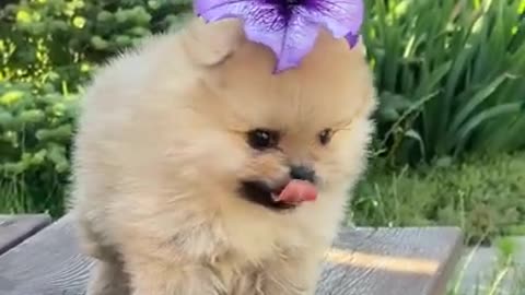 Cute baby dogs 😍_ funny dogs videos 🐕🐕🐕
