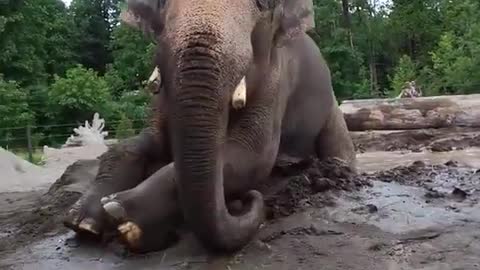 Elephant happily enjoys a mud spa day, viral video is aww-worthy.