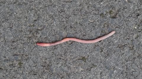 An Earthworm In Wales On A Pavement