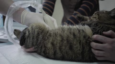 Adorable tiger striped cat in veterinary clinic, people hold a pet