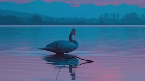Swan Free Stock Videos - Copyright Free Videos and Motion Graphics - Creative Commons Attribution