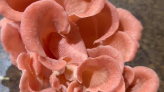 Pink Oyster Mushrooms: Nature's Stunning Beauty #’mushrooms