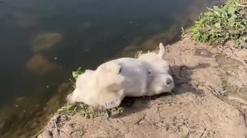 Adorable Puppies Dive into Fun!😁