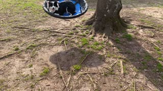 Border Collie Tries Tree Swing