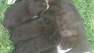 Kittens first appearance and feeding