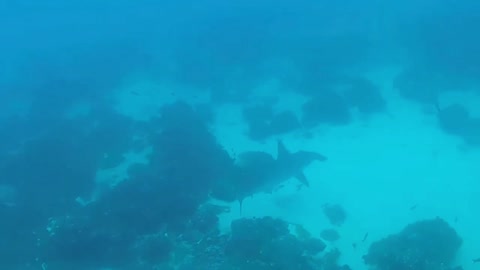 Scuba Diving - Tiger Shark