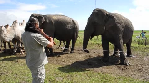 Elephant Puts Happy Feet Into Action, Dancing To The Magic Flute