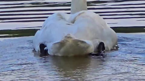 Swans in close-up in a river / Beautiful water birds in the water.