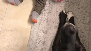 Dog Howls when Baby Cries