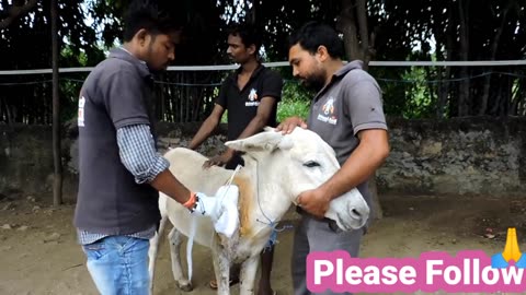 Wounded and bleeding donkey stranded on highway rescued