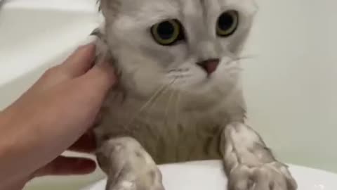 Beautiful cat bathing videos