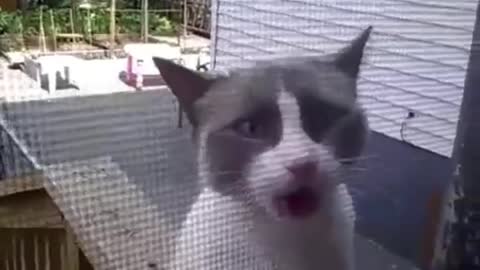 Yelling cat