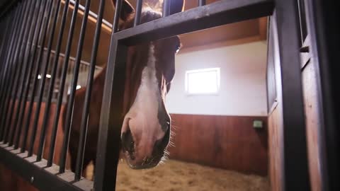 Pretty brown horse in a stables in cage competition nature ride stallion