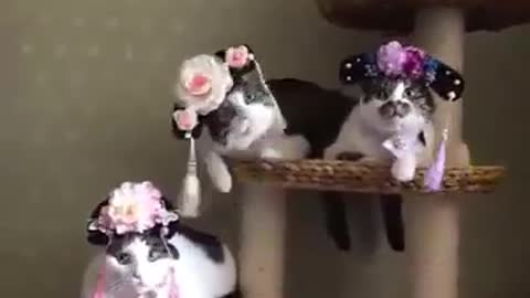 Princess cats model fancy new hats