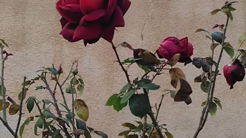 My beautiful red rose