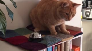 Smart cat rings bell for treats