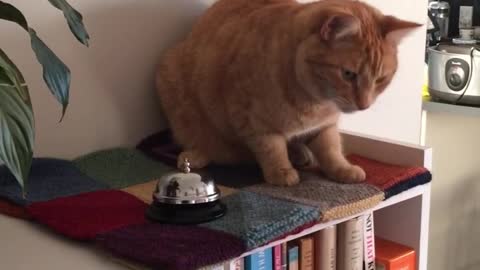 Smart cat rings bell for treats