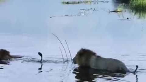 Mother Lion Sacrifices Himself To Save Lion Cub Across River