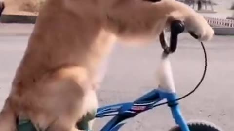 Cute dog riding a bicycle - Best Animal Reaction and Moments