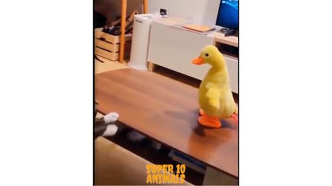 Cute cat playing with Duck! Cuteness