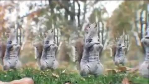 SQUIRRELS dancing GANGNAM STYLE