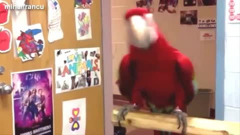 Funny collection of parrots Dancing!
