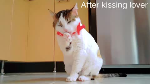 🔥Cat after kissing with Galfriend 🔥 || funny video ||viral funny cat video