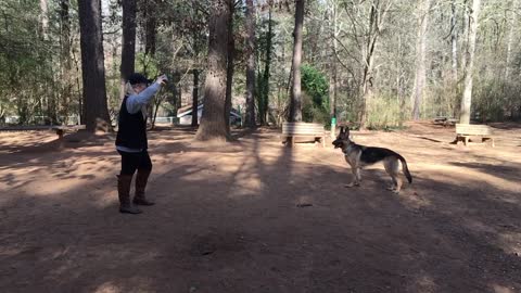 German Shepard missed the ball 3 times