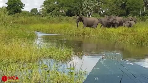 Amazing Elephant Save Baby Elephant From Crocodile Hunting |