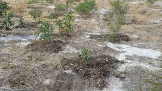 Guided Walk - Coffey Road Revegetation Project Part 2