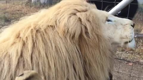 Mike sharing his lion magic with Shalom and Ariel. 😍