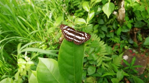 beautifully butterfly zoom