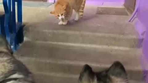 New Funny Cats And Dogs Dance.