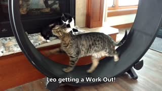 Leo gets a Work Out!