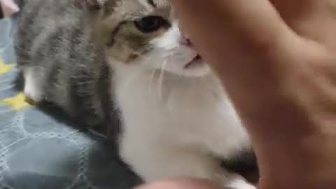 a high-five cat. luckypunch