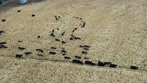 Winter Grazing Has Begun