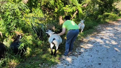 Spencer hiking with goats VID_20210926_103509