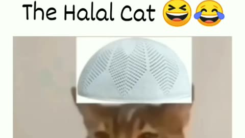 Cat Be A Muslim